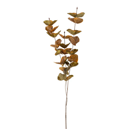 Silver Dollar Eucalyptus 35"